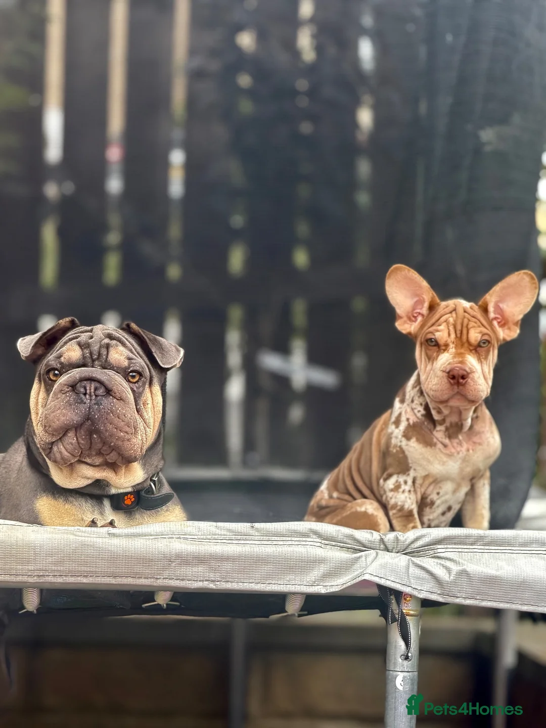 Mixed Breed dogs for sale: Velvet French bulldog boy for sale  - Advert 2