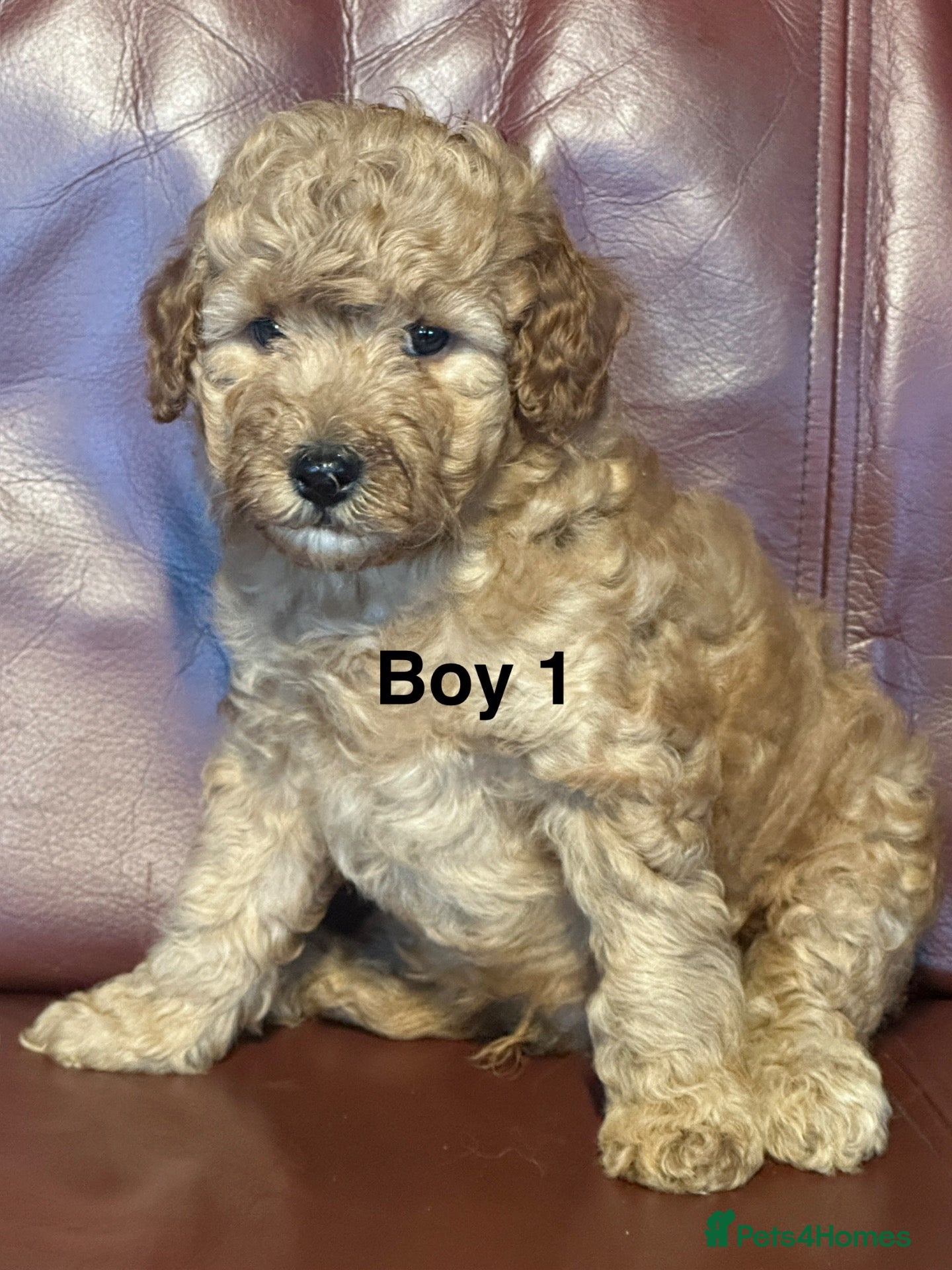 Cavapoo dogs for sale: Health Tested and Health Guaranteed Cavapoo Pups - Advert 2