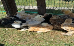 Chickens poultry for sale: 6 week old chicks for sale  - Image 4