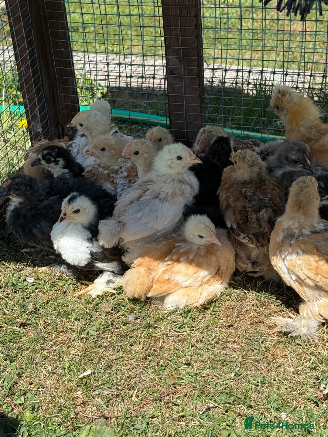 Chickens poultry for sale: 6 week old chicks for sale  - Image 4