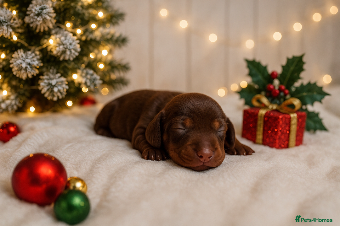 Miniature Dachshund dogs for sale: 💙𝐓𝐨𝐩 𝐛𝐥𝐨𝐨𝐝𝐥𝐢𝐧𝐞 𝐁𝐨𝐲𝐬 💙 - Advert 9