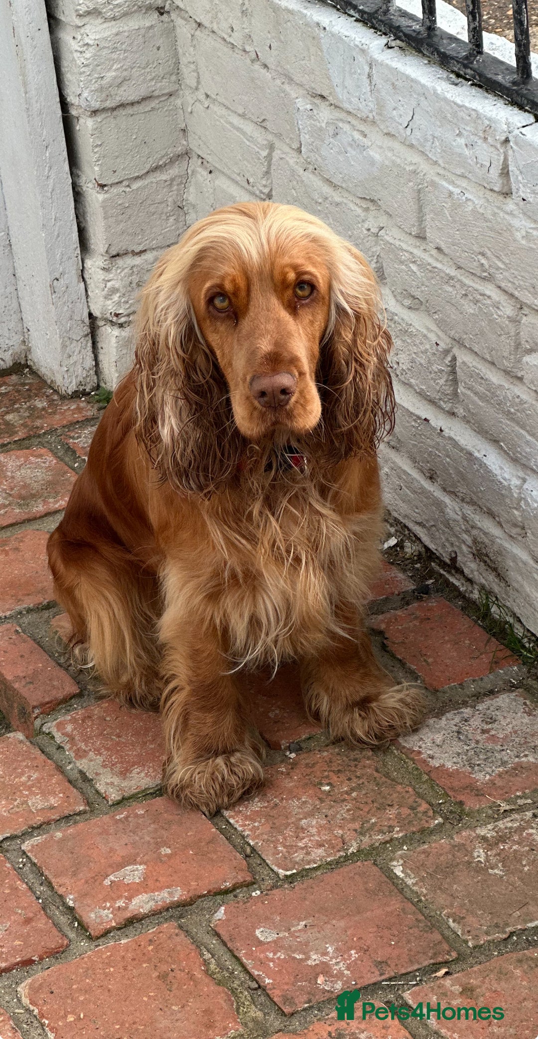 Cocker Spaniel dogs for sale: English show cocker spaniels  - Image 8