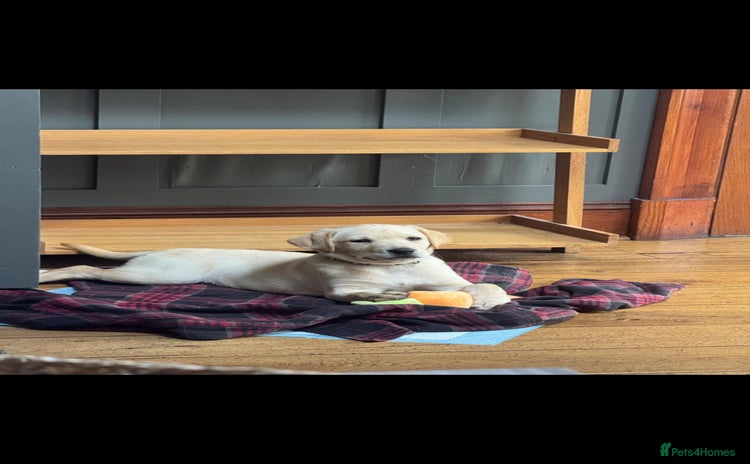 Labrador Retriever dogs - Advert 2