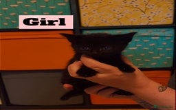 Mixed Breed cats for sale: Beautiful playful kittens  - Image 5