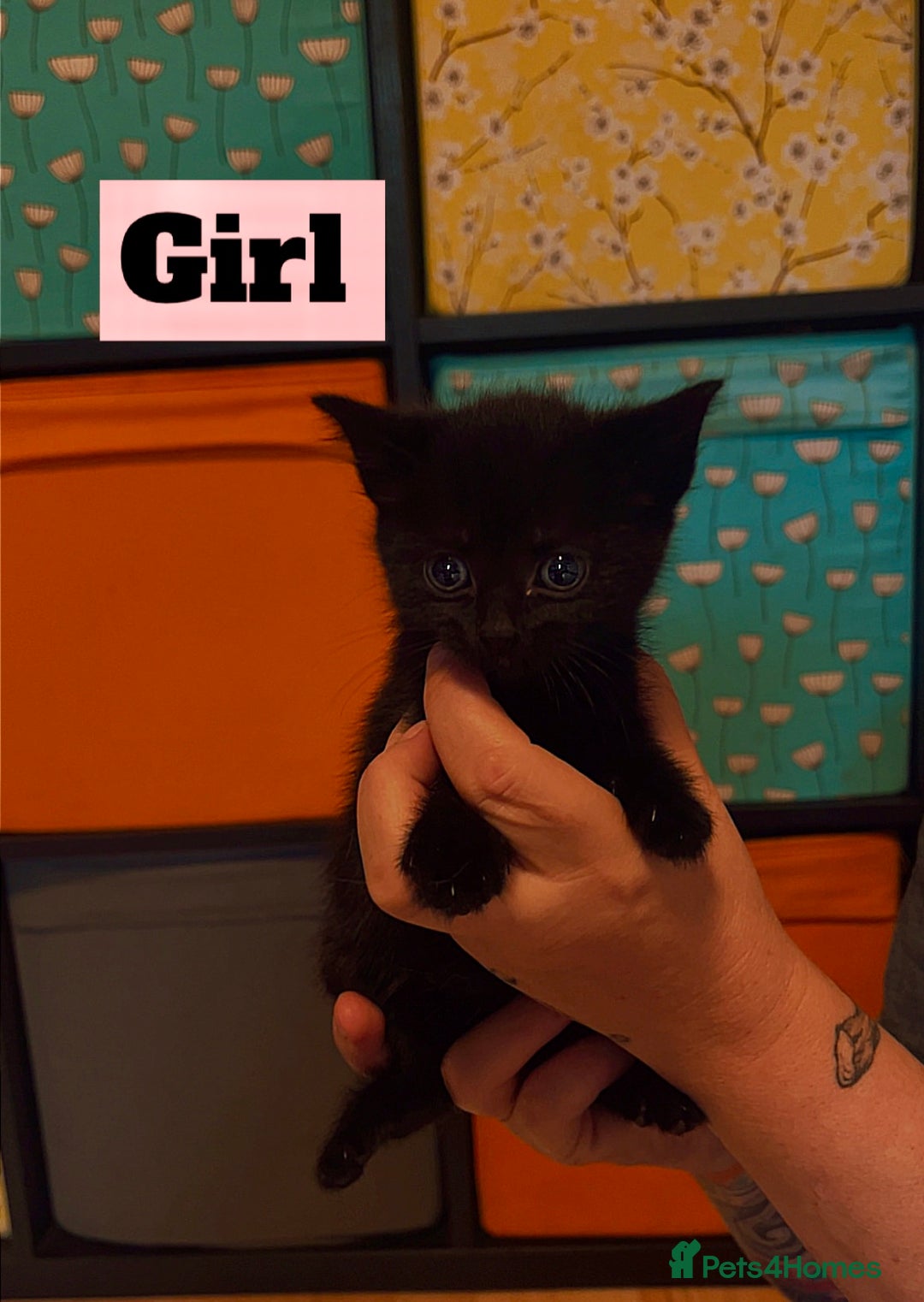 Mixed Breed cats for sale: Beautiful playful kittens  - Image 5