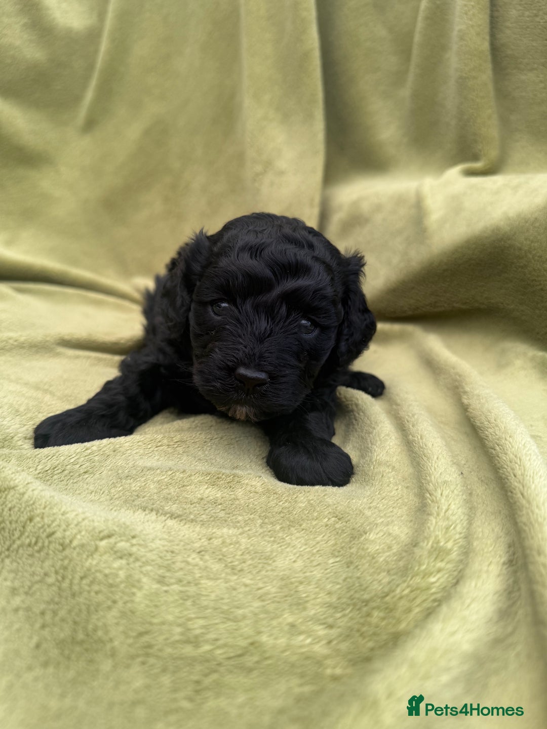 Cavapoo dogs for sale: Female Cavapoo Puppy - Image 3