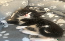American Shorthair cats for sale: American short haired cross Norwegian forest cat - Image 9