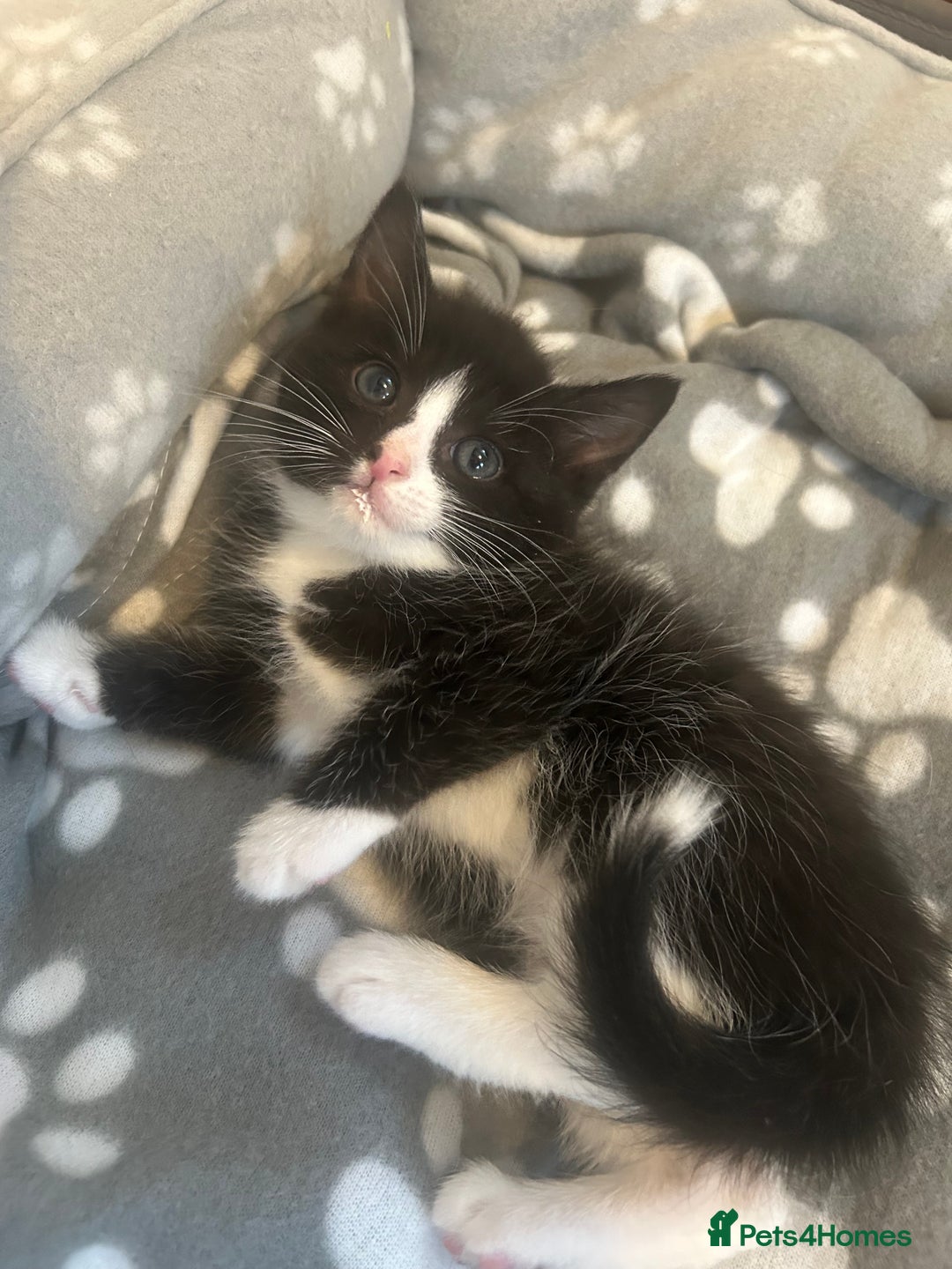 American Shorthair cats for sale: American short haired cross Norwegian forest cat - Image 9