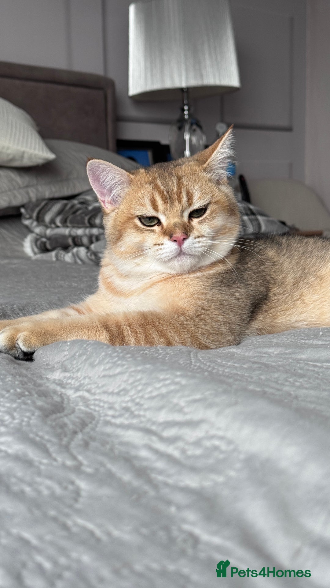 British Shorthair cats for sale: BSH GCCF NY12 Golden black tipped one girl left  in Basildon - Advert 11