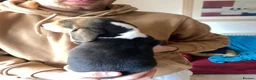 Beagle dogs for sale: Beautiful home reared chunky beagle pups - Advert 4