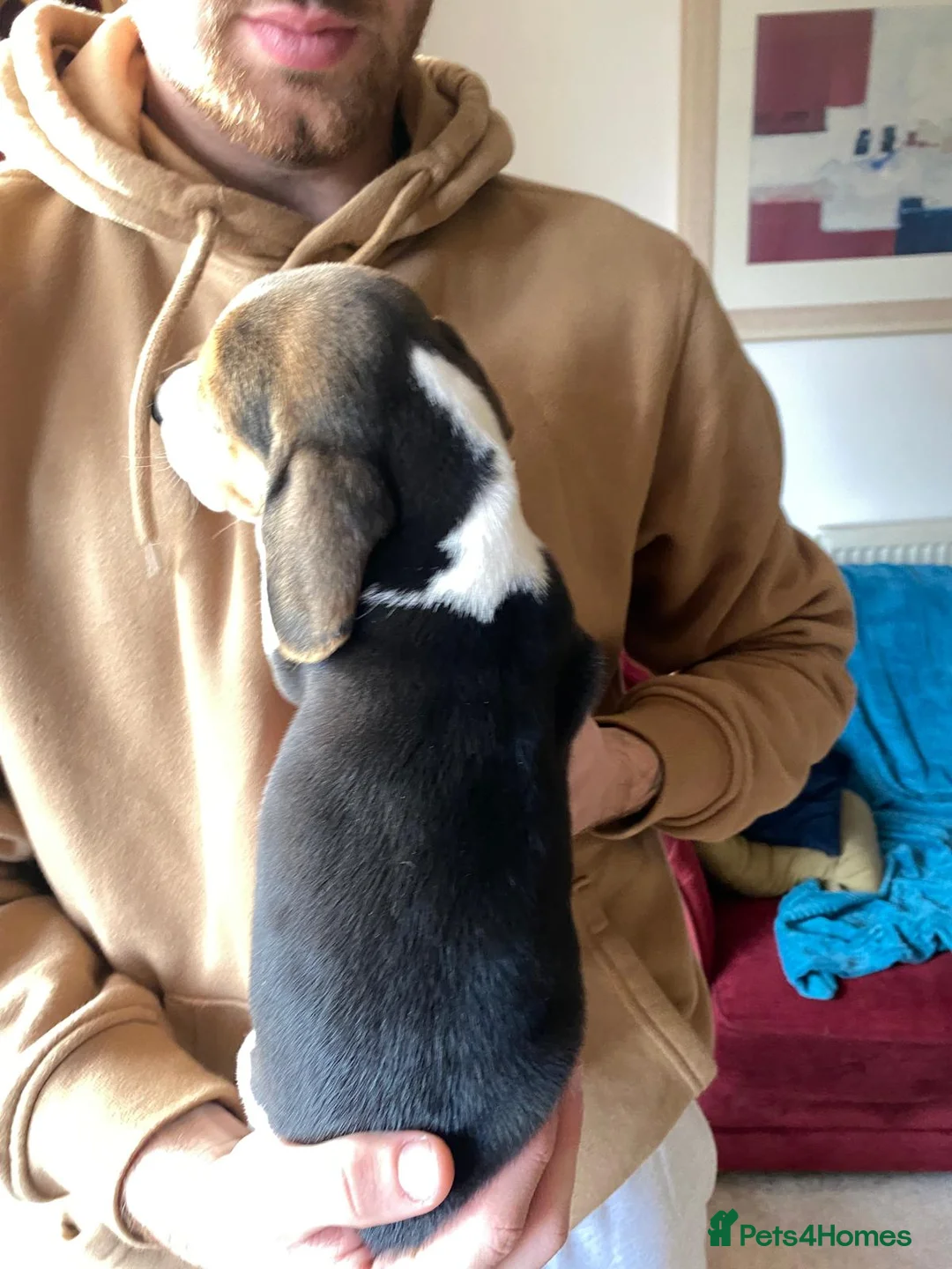 Beagle dogs for sale: Beautiful home reared chunky beagle pups - Advert 4