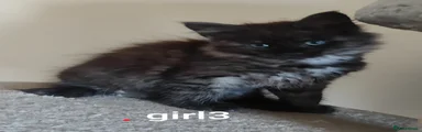Maine Coon Kitten 3