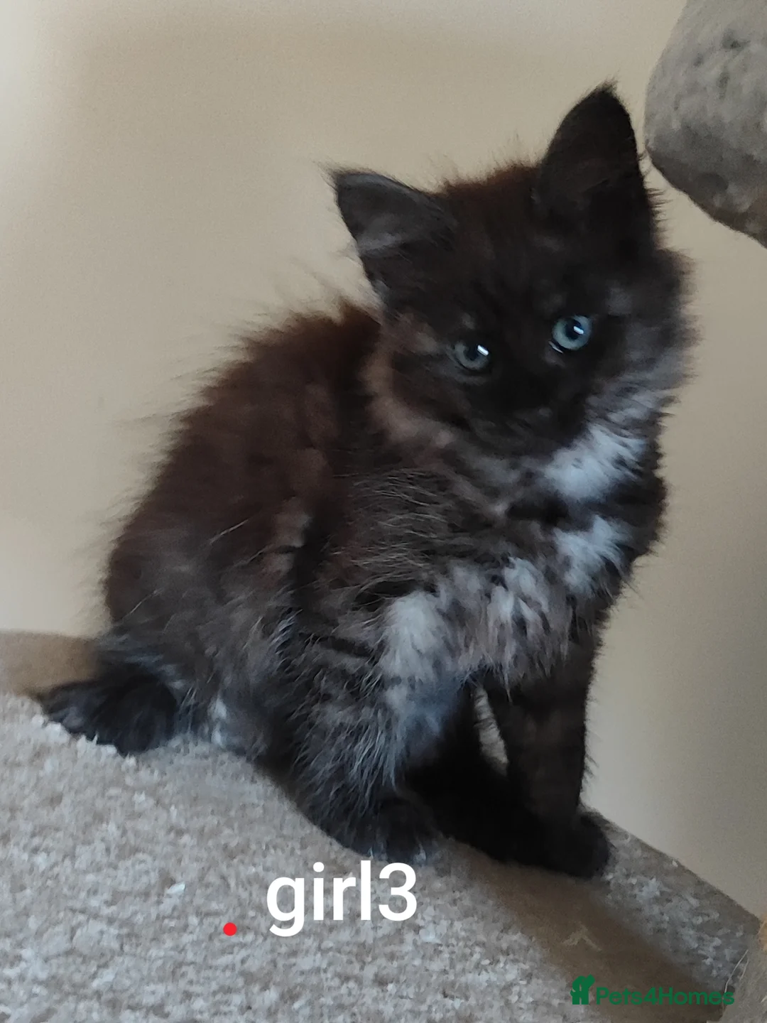 Maine Coon cats for sale: Beautiful Maincoon cross kittens  - Advert 2