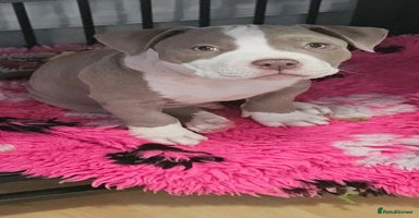 American Bully dogs - Advert 11