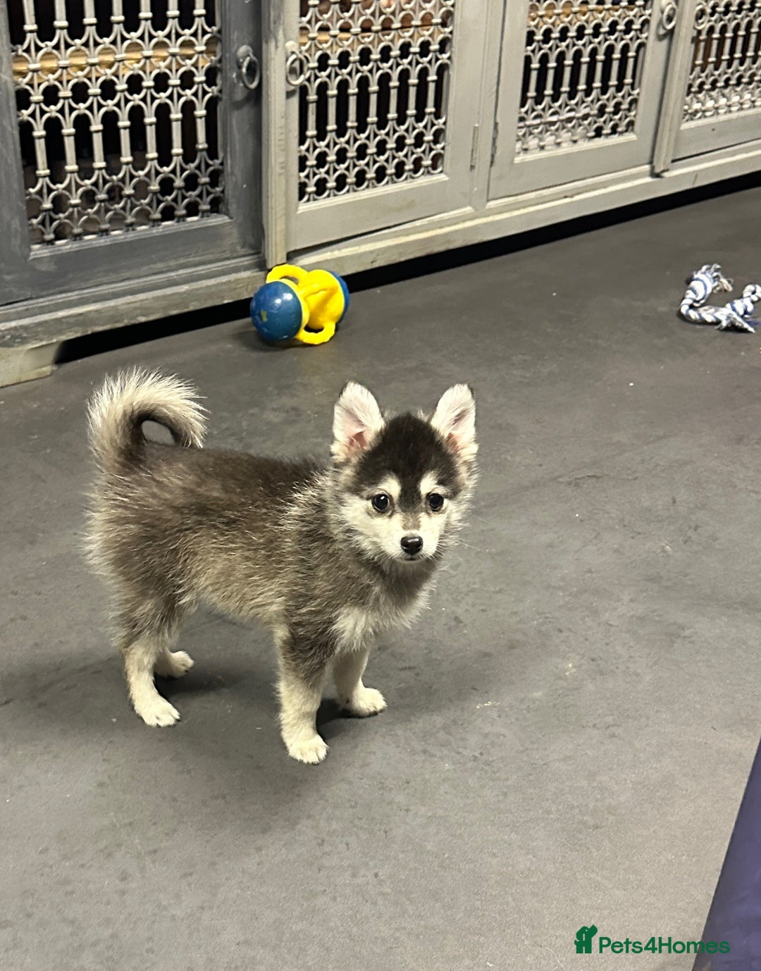 Pomsky dogs for sale: Stunning perfect husky markings f3 Pomsky puppies - Advert 8