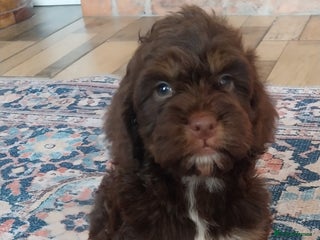 Cockapoo dogs Beautiful cockapoo puppies hereditary clear - Advert 2