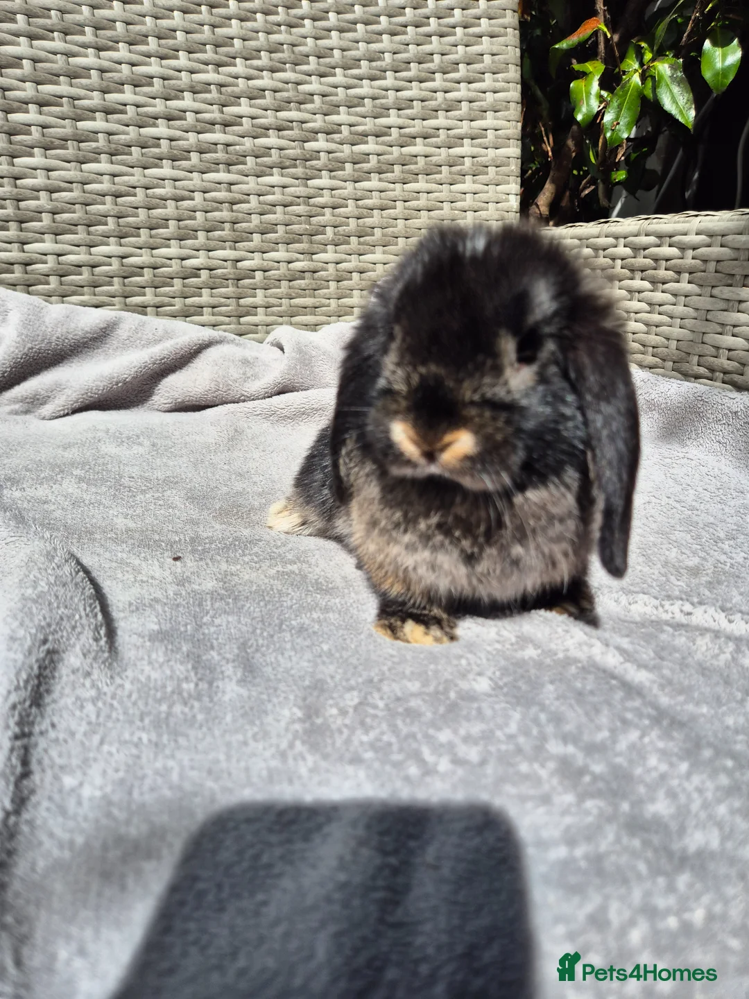 Mini Lop rabbits for sale: Beautiful Mini Lop Baby Bunnies  - Advert 8