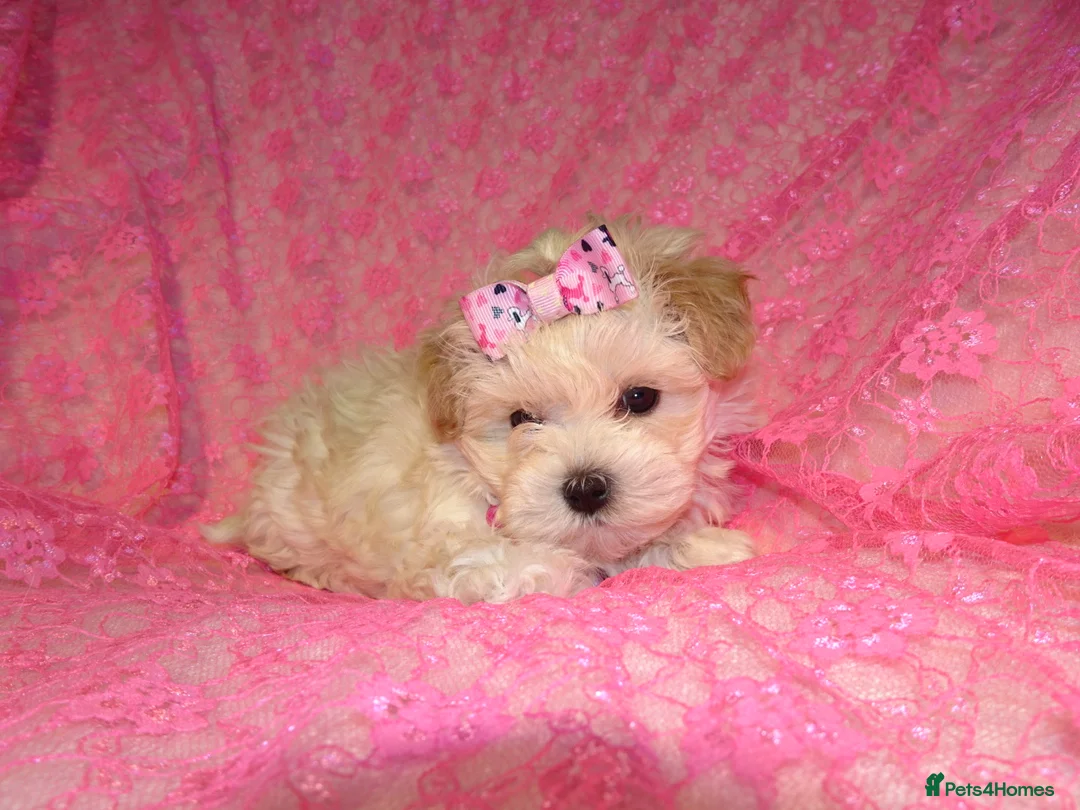 Maltipoo dogs for sale: *Apricot F1 Maltese x Toy Poodle Maltipoo Puppy* - Advert 14