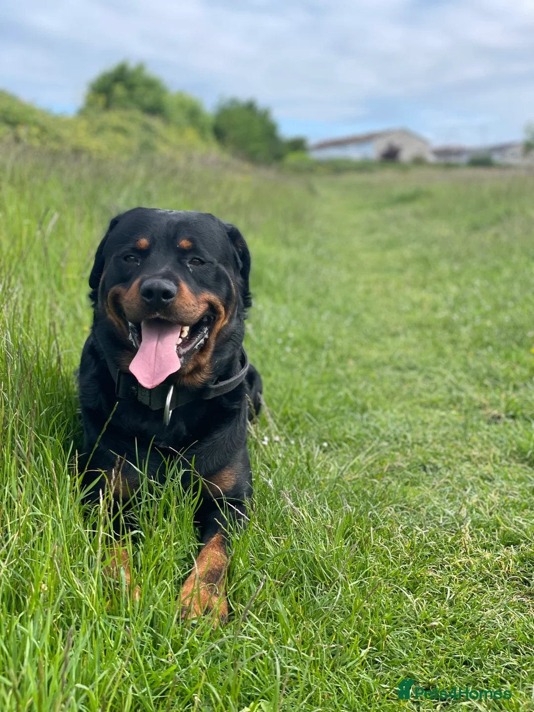 Rottweiler dogs for stud: Proven Rottweiler Available For Stud in Portland - Advert 2