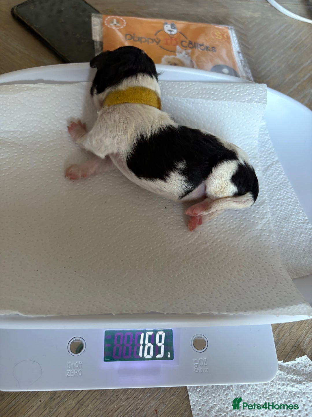 Mixed Breed dogs for sale: 6 beautiful Shihpoo + cotton de Tulear puppies - Image 11