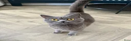 British Shorthair cats for sale: Grey Female British Shorthair - 1 Year Old in Birmingham - Advert 1