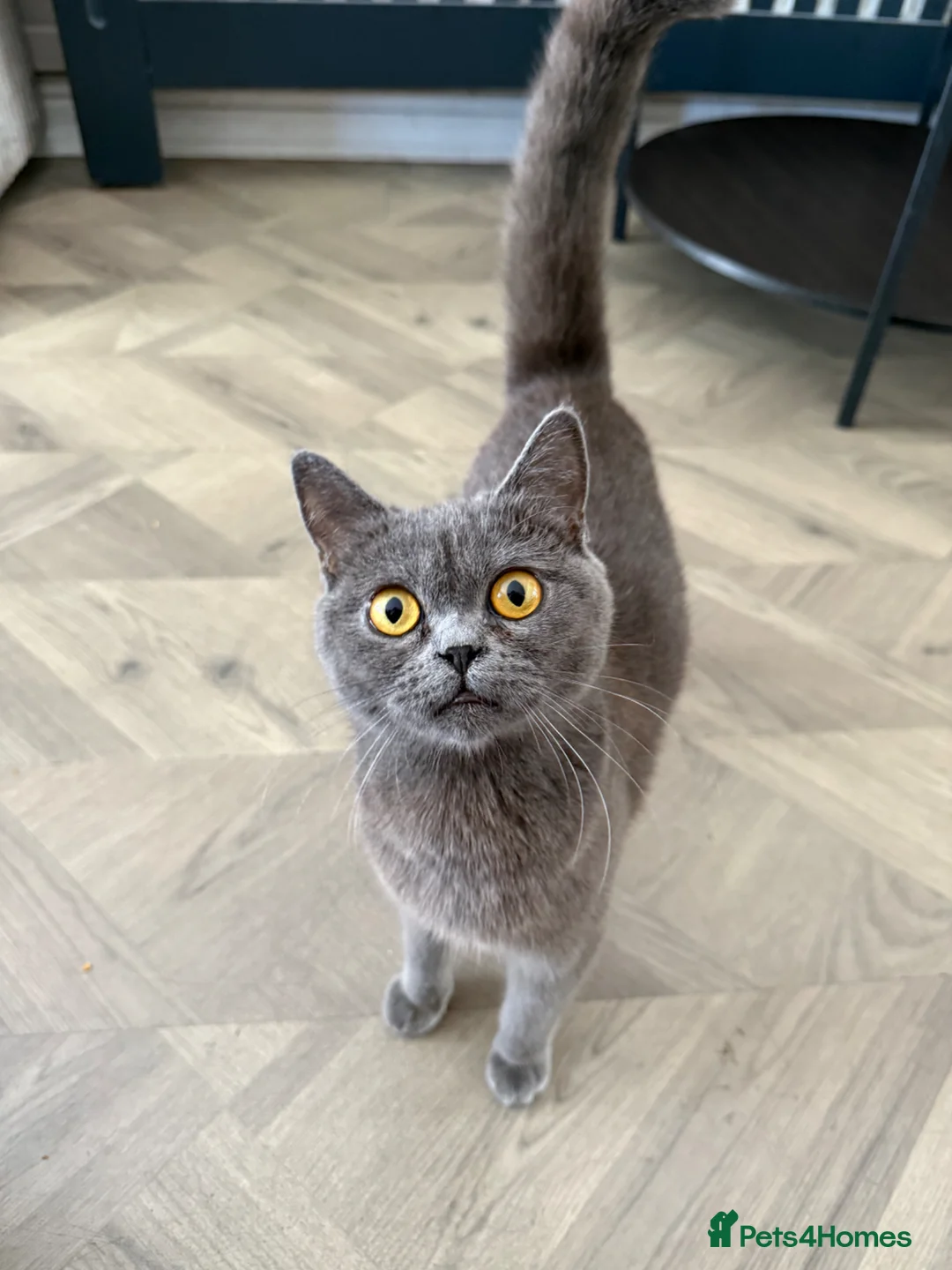 British Shorthair cats for sale: Grey Female British Shorthair - 1 Year Old in Birmingham - Advert 1