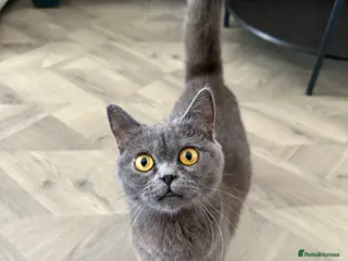 British Shorthair cats Grey Female British Shorthair - 1 Year Old - Advert 1