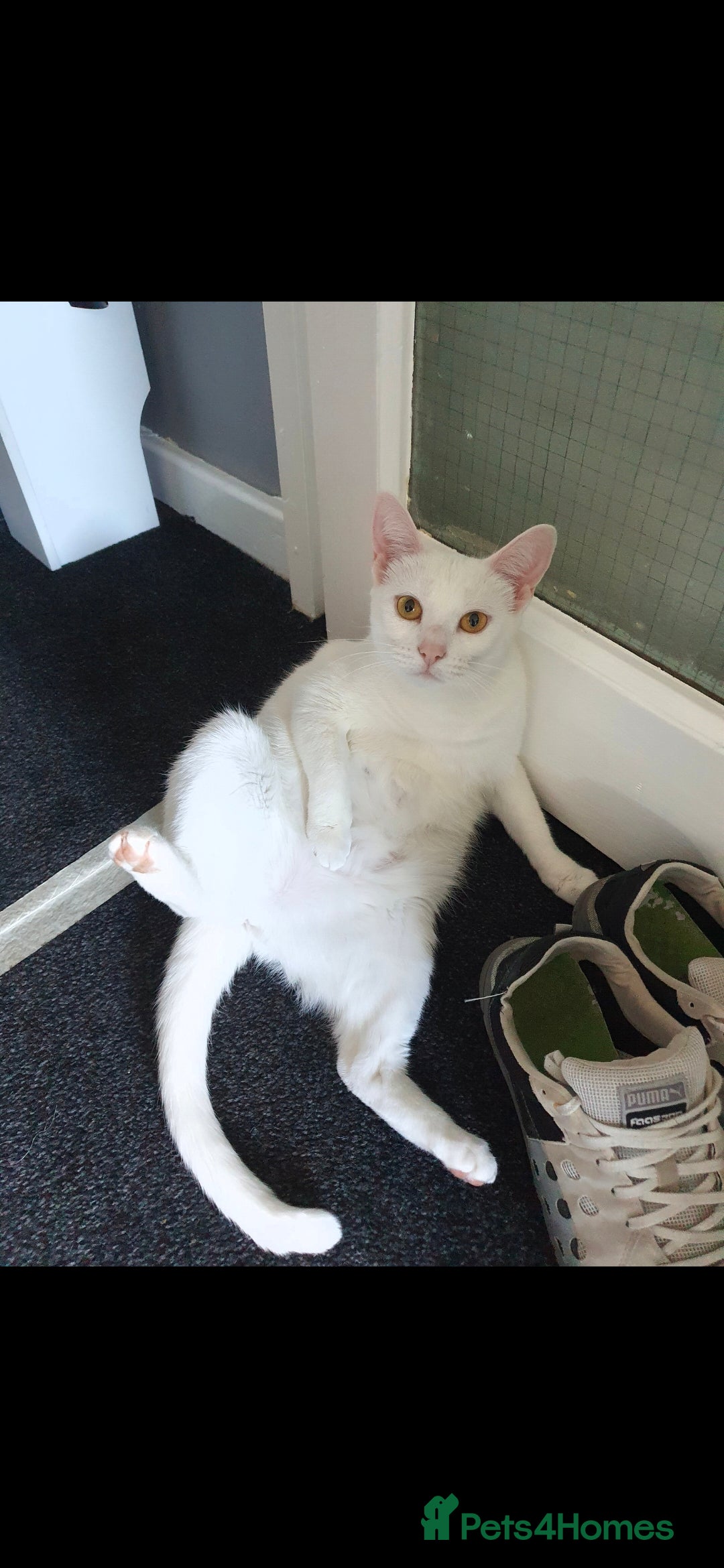 American Shorthair cats Female cat for rehome  - Advert 4