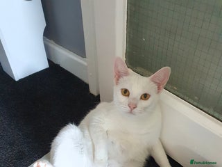 American Shorthair cats Female cat for rehome - Advert 6