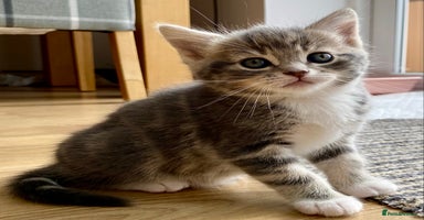 Mixed Breed cats - Advert 11