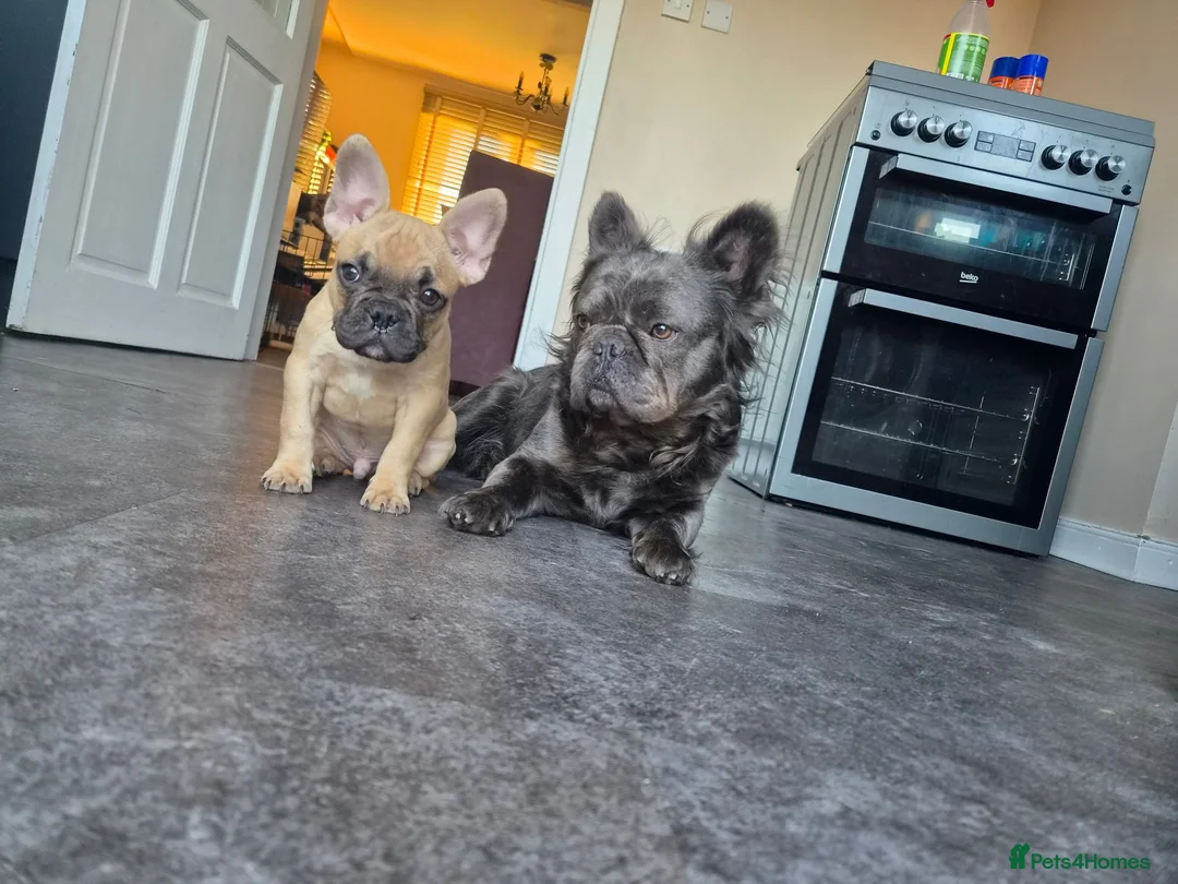 French Bulldog dogs for stud: Visual blue fluffy frenchie for stud  - Advert 2