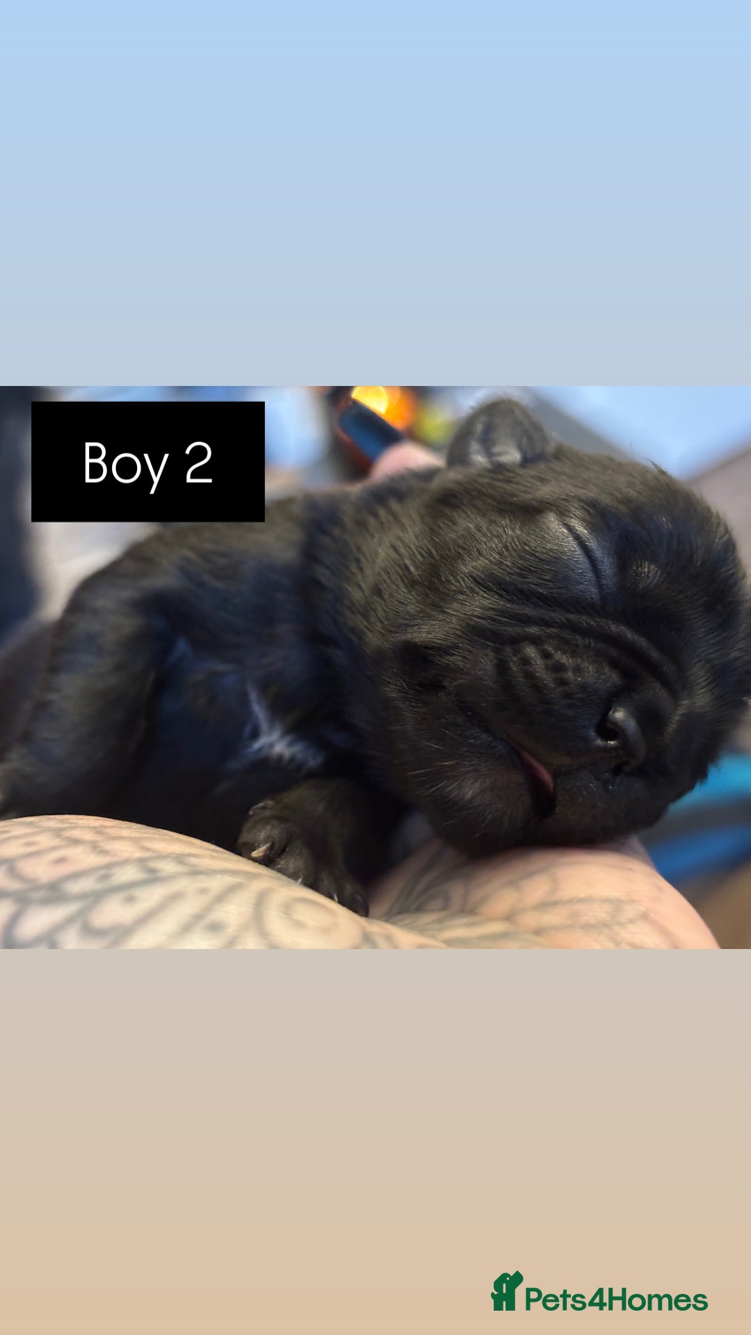 Mixed Breed dogs for sale: Puppies for sale - Advert 9