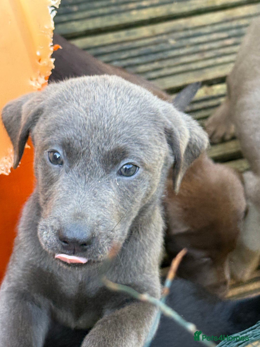 Labrador Retriever dogs for sale: Stunning Labrador puppies for sale  in Lostwithiel - Image 27