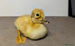 Ducks poultry for sale: 14 Welsh Harlequin Ducklings - Image 10