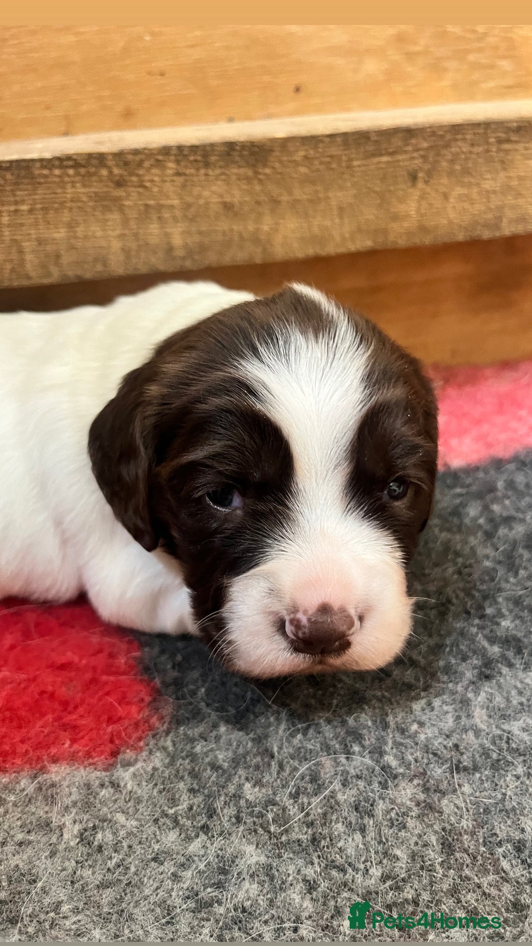 English Springer Spaniel dogs for sale: ENGLISH SPRINGER SPANIELS - Image 2