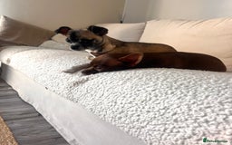 Chihuahua dogs for sale: 14 month old Chihuahuas Brother and Sister  - Image 1