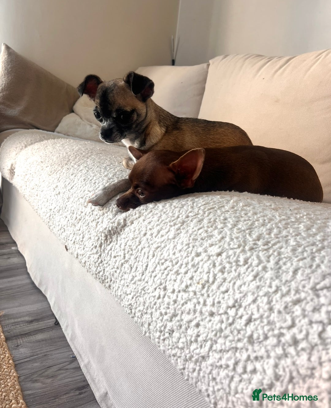 Chihuahua dogs for sale: 14 month old Chihuahuas Brother and Sister  - Image 1