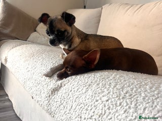 Chihuahua dogs - Advert 4
