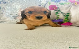 Miniature Dachshund dogs for sale: Miniature dachshunds - Image 5