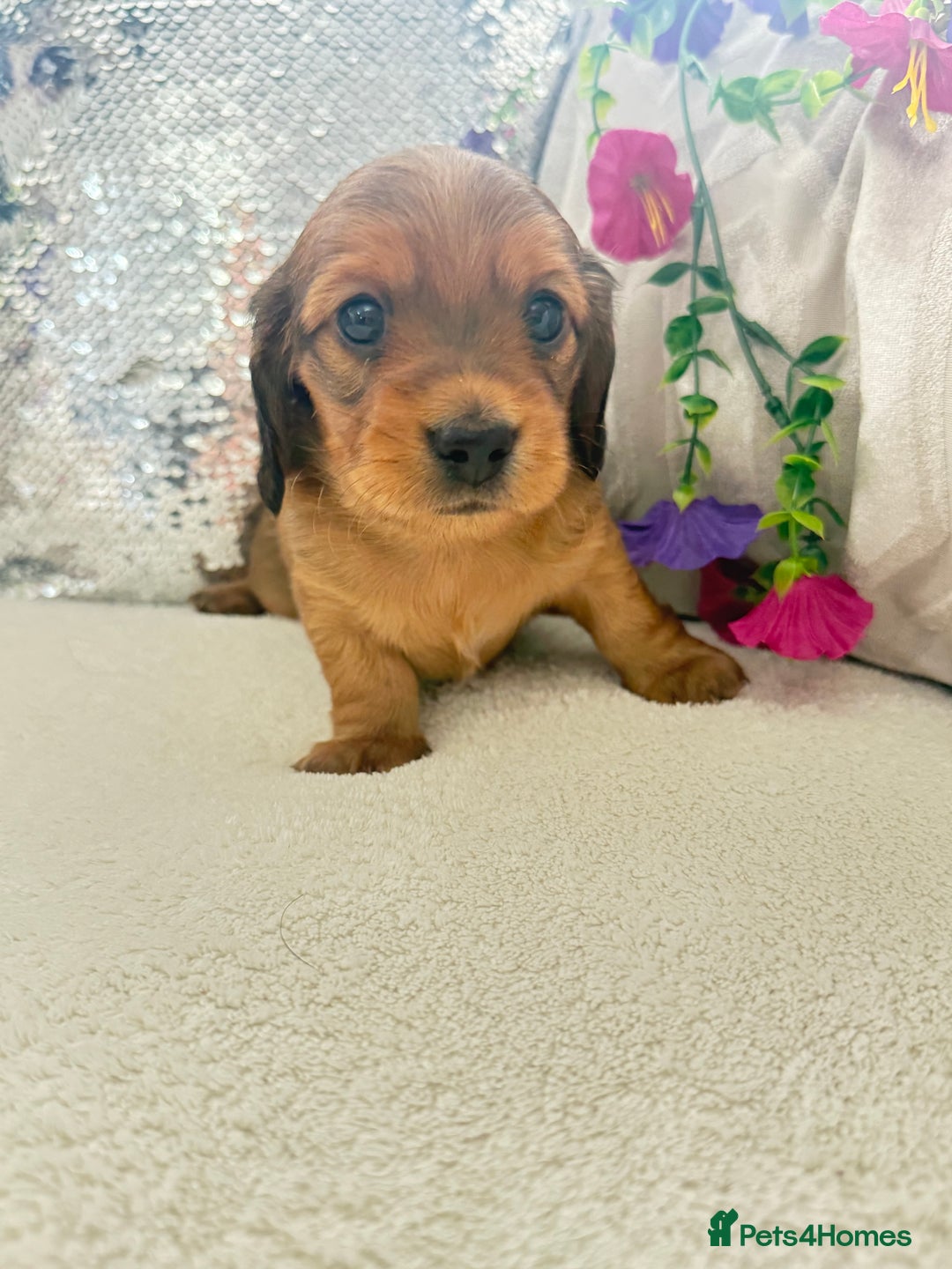 Miniature Dachshund dogs for sale: Miniature dachshunds - Image 5