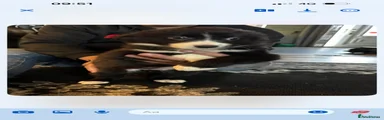 Border Collie Puppy 4