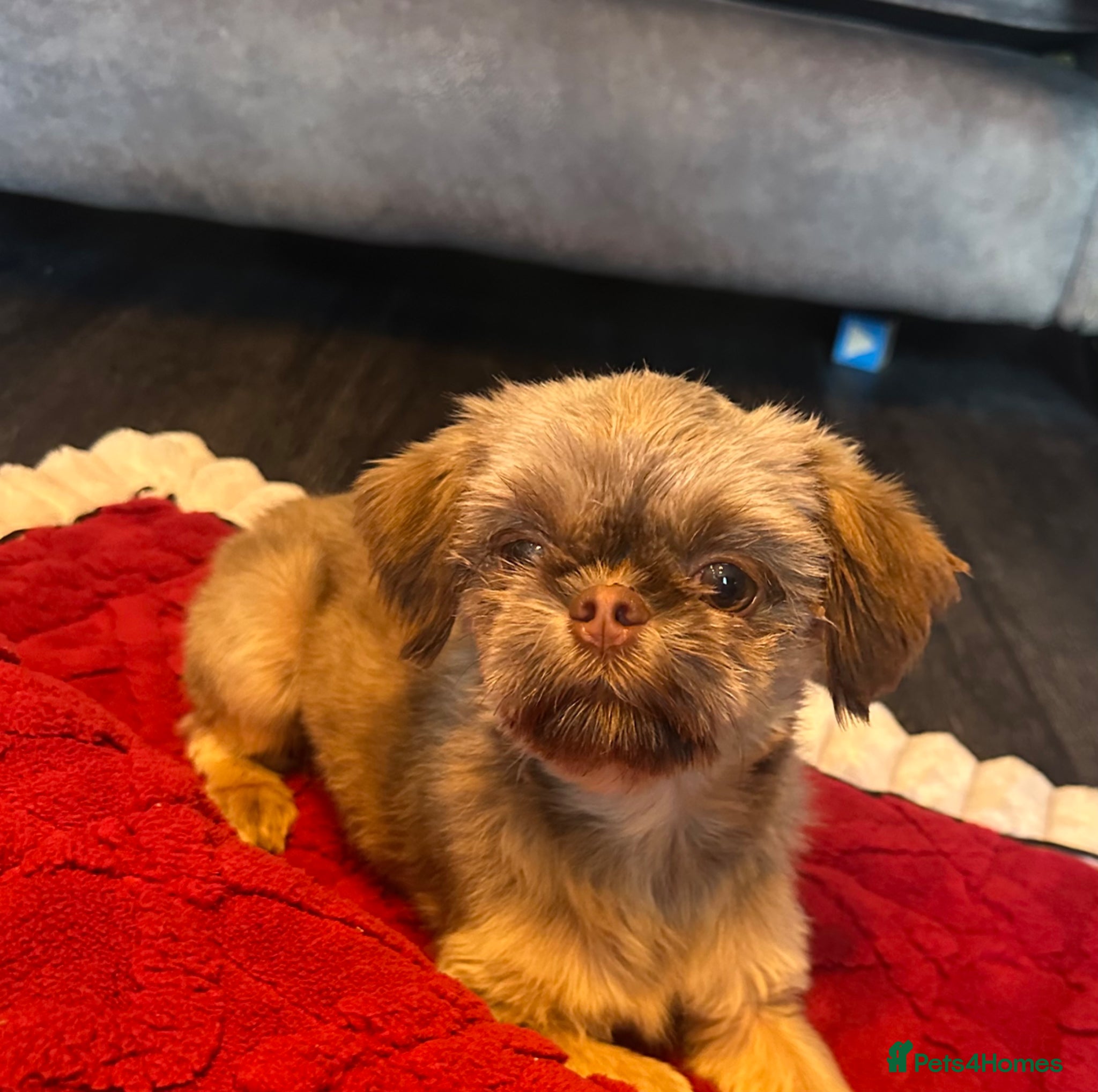 Shih Tzu dogs 10 month old imperial boy - Advert 1