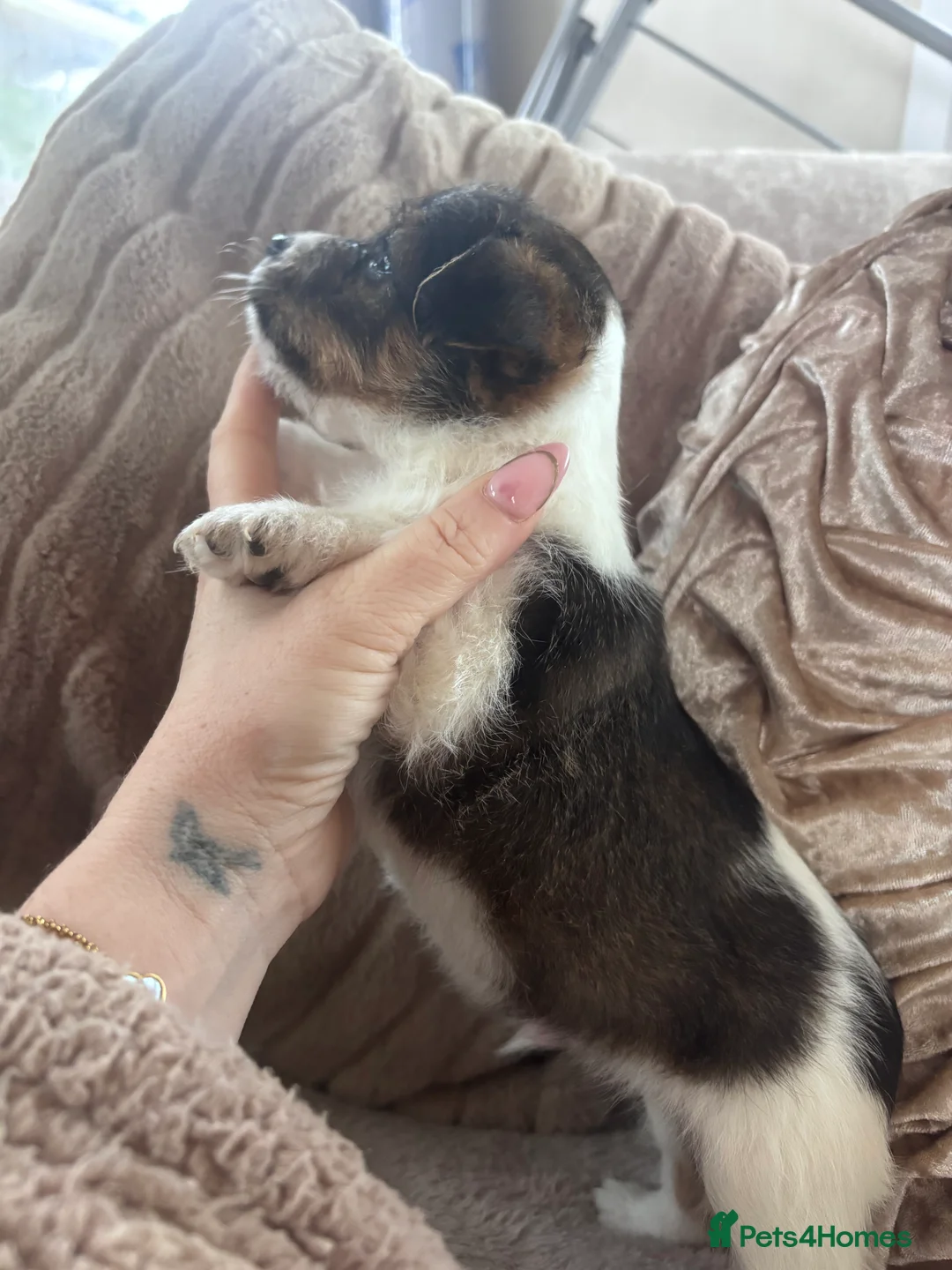 Jack Russell dogs for sale: Chunky Jack Russell pups - Advert 2