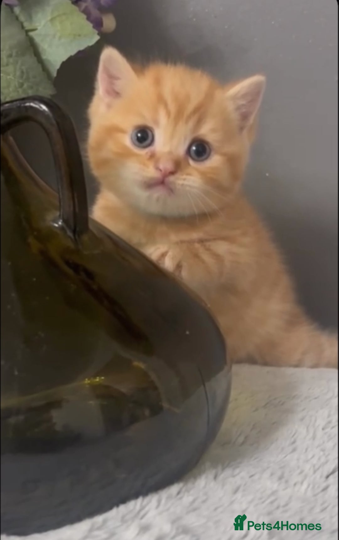 British Shorthair cats for sale: British short hair kittens  - Image 3