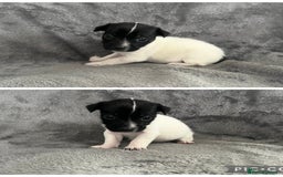 Jack Russell dogs for sale: 7 jack Russel puppies  - Image 5