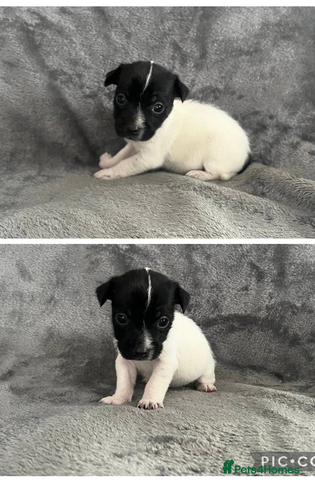 Jack Russell dogs for sale: 7 jack Russel puppies  - Image 5