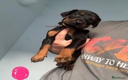 Dobermann dogs for sale:  European Doberman puppies. in Torquay - Image 11