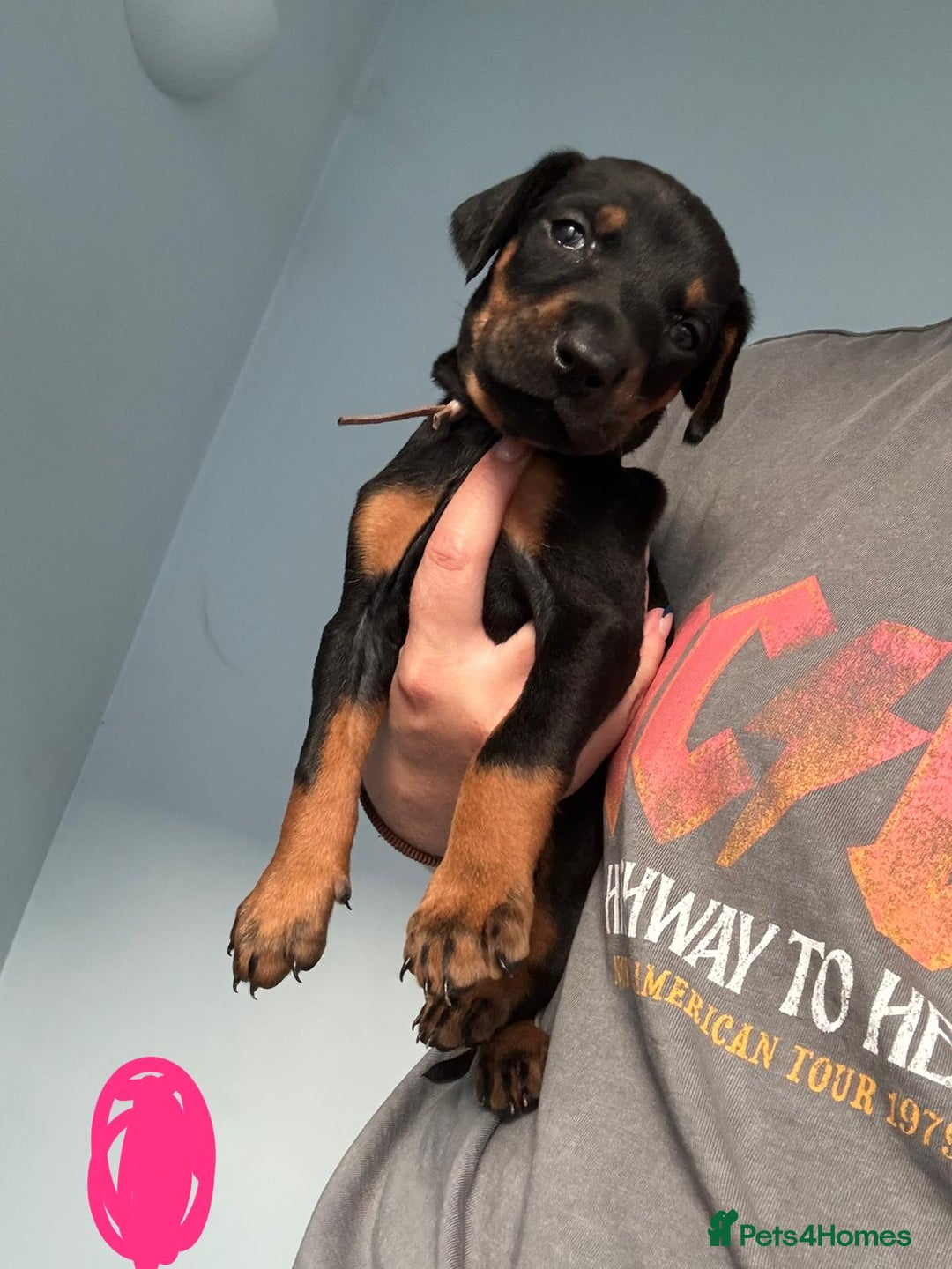 Dobermann dogs for sale:  European Doberman puppies. in Torquay - Image 11