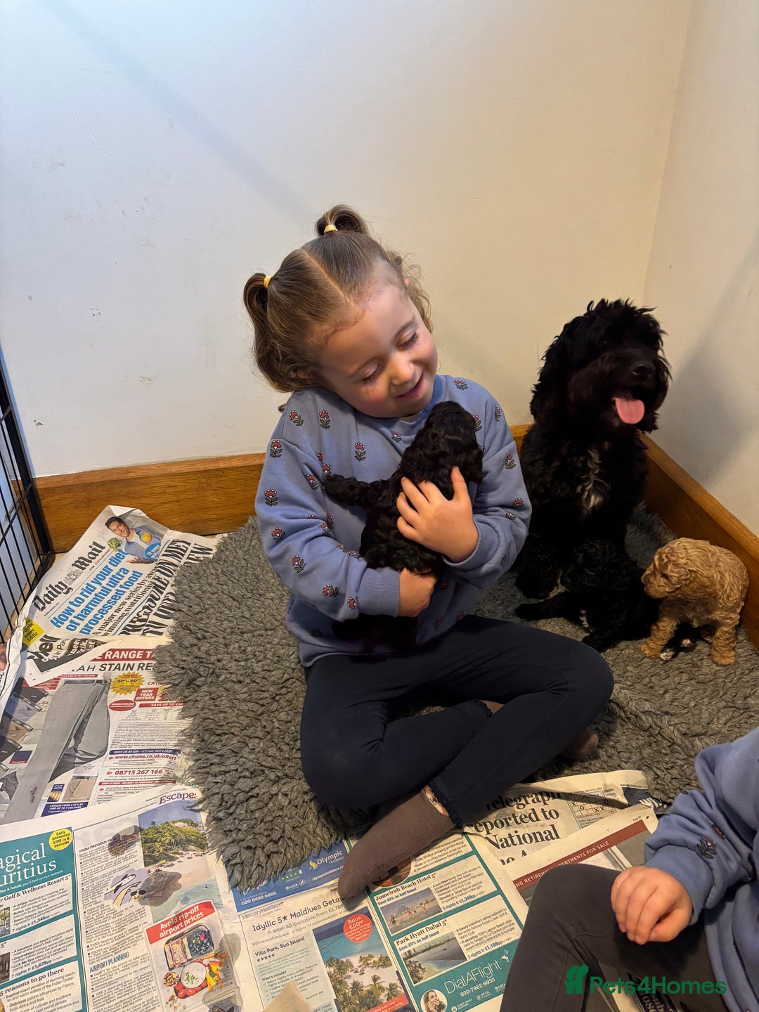 Sproodle dogs for sale: Gorgeous Sproodle F1b puppies - Advert 10