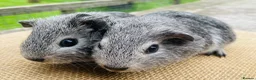 Guinea Pig rodents for sale: Guinea pigs for loving new homes - Advert 10